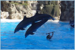 delfini_LoroParque_211.jpg