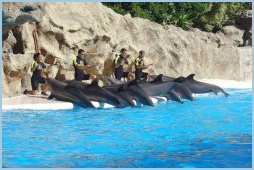 delfini_LoroParque_213.jpg
