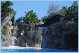 delfini_LoroParque_217.jpg
